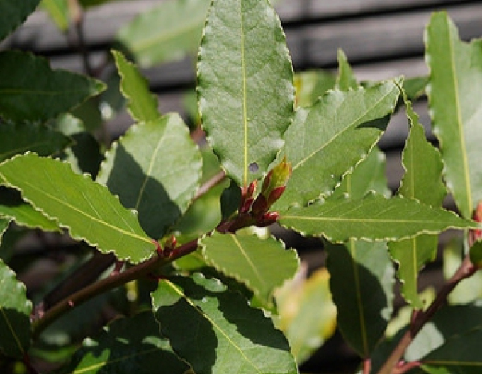 Frunză de dafin - Laurus nobilis