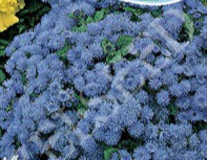 Zelseed Agerat low Blue