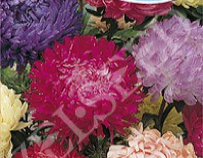 Zelseed Astra american beauty înalt `Mix`