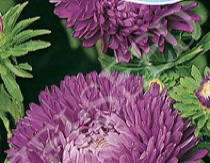 Zelseed Astra American beauty înalt Purple-purple
