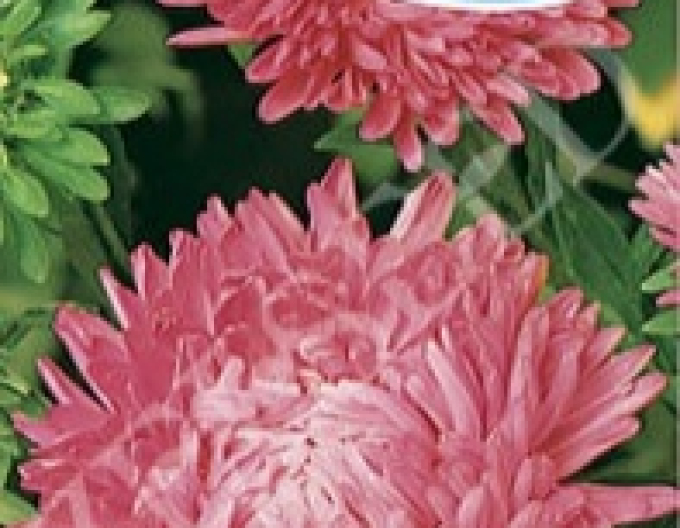Zelseed Astra American beauty înalt Pink