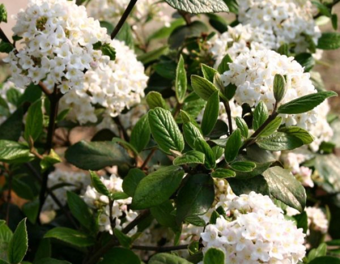 Wiburnum Burkwoodii