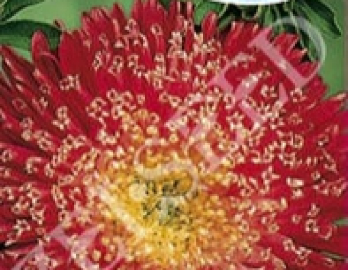 Zelseed Astra tall Bukett Red