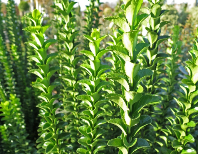 Euonymus japonicus Benko Masaki