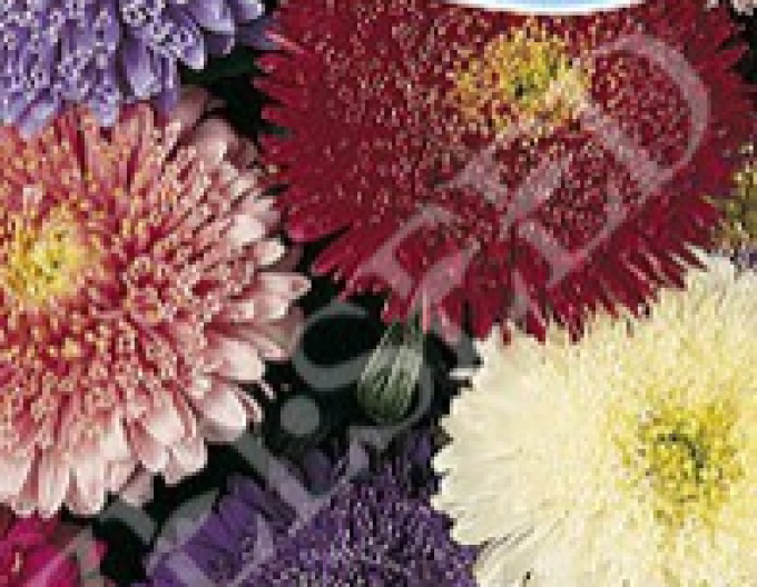 Zelseed asters cu flori abundente Mixture