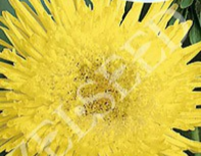 Zelseed Astra Galben