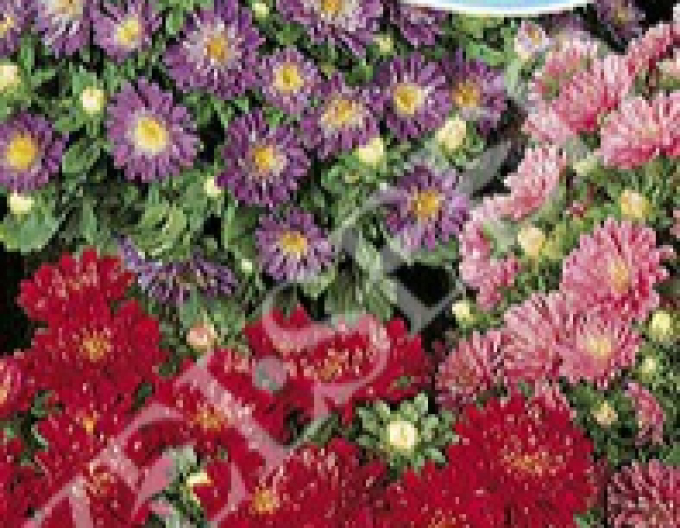 Zelseed Astra pitică mică´Mix´