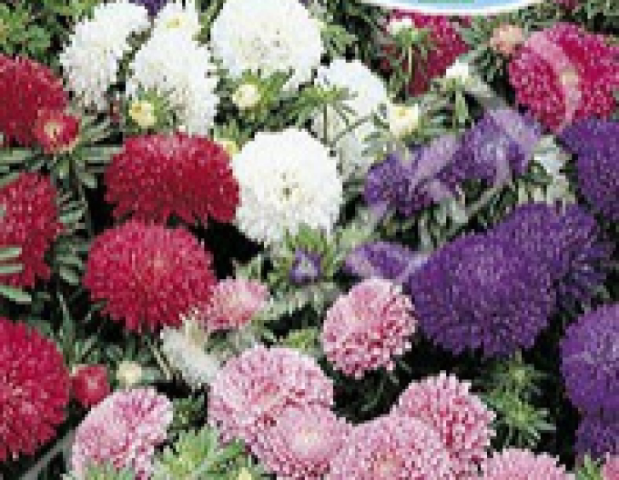 Zelseed Astrarysanthemumflower scăzut Mixture