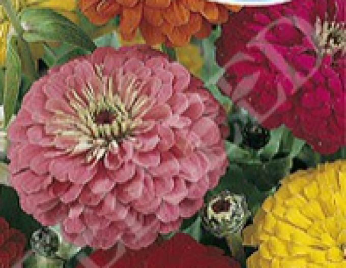 Zelseed Chinia dahlia ´Mixture´