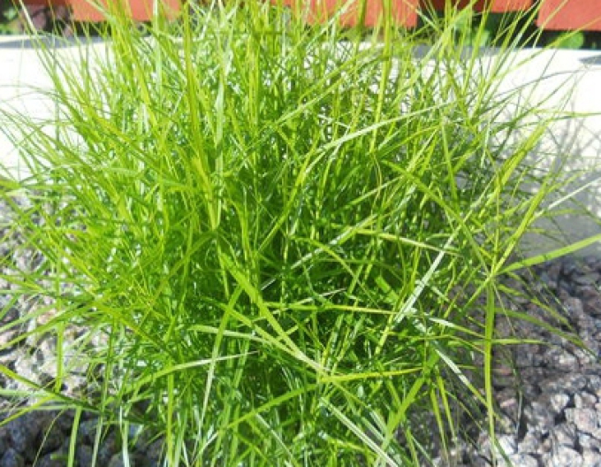 Carex Palm sedge