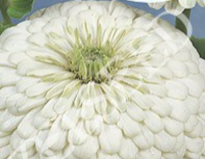 Zelseed Chinia cu floare lungă White