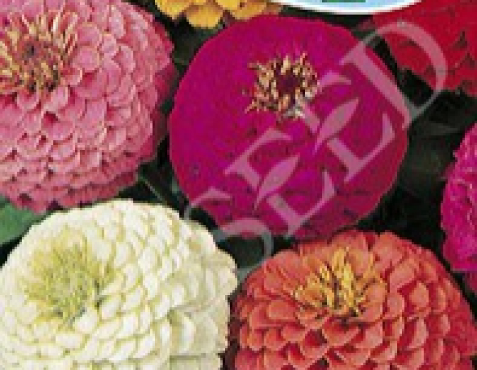 Zelseed Chinia chinensis ´Mixtura´