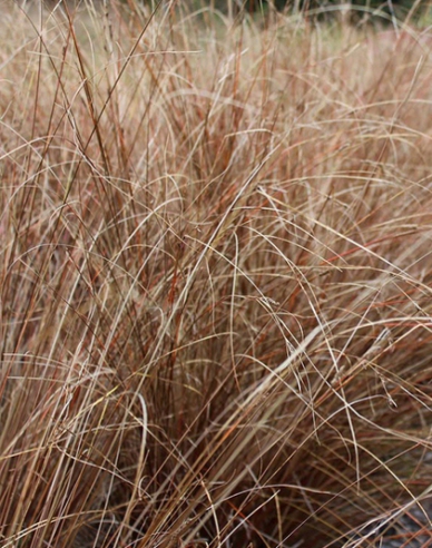 Carex buchananii  Red Rooster