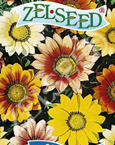 Zelseed Gazania ´Mixture´