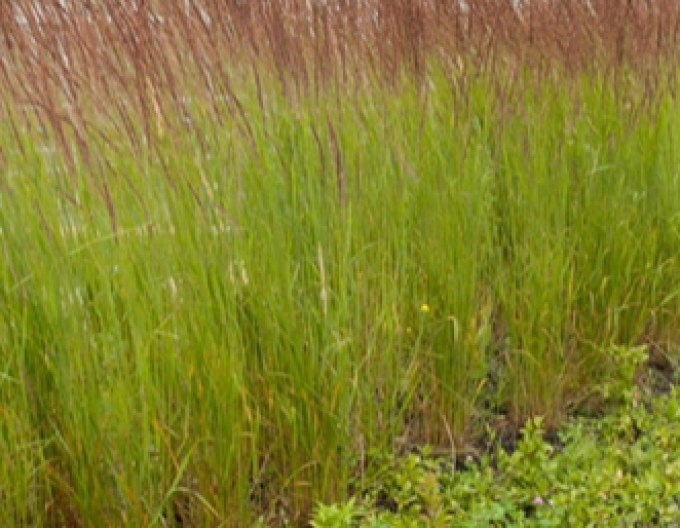 Calamagrostis ´Karl Foerster´ 1l
