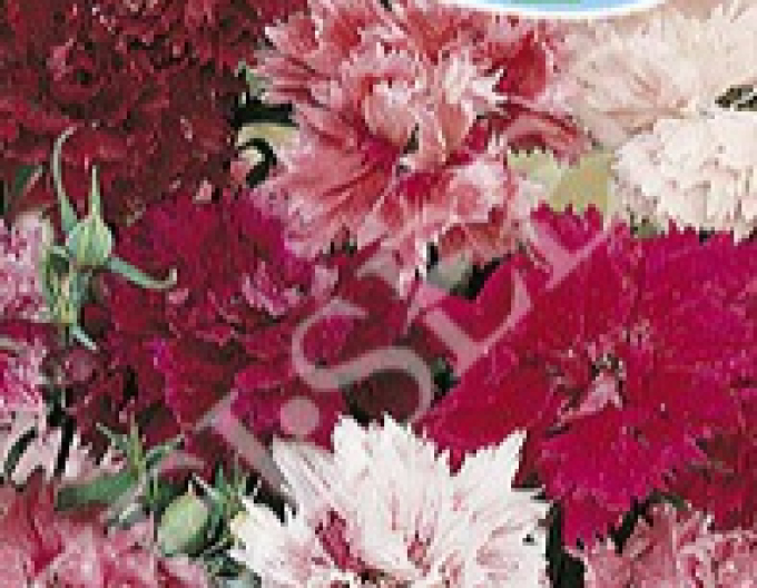 Zelseed Trifoi chinezesc `Flower Mixture