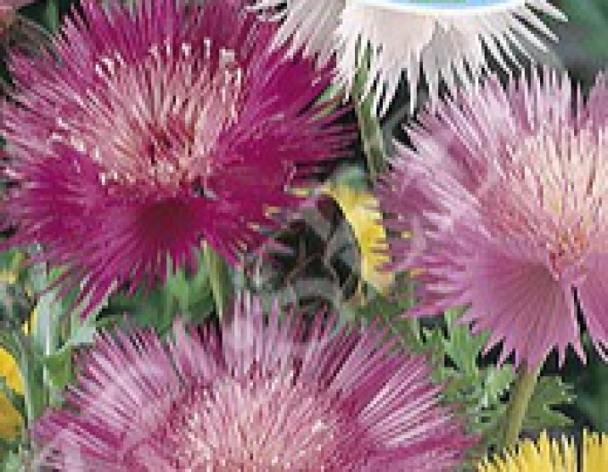 Zelseed Cornflower ´Mixtura´