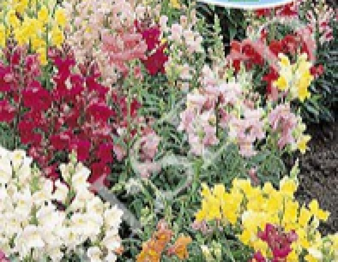 Zelseed Papule scăzut ´Mix´