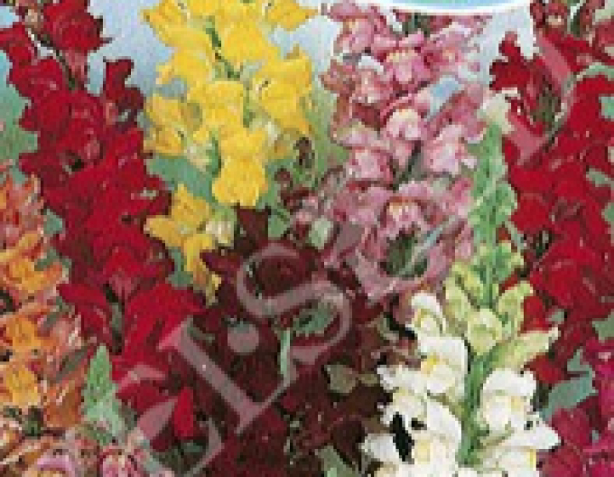 Zelseed Papule mare ´Mix´