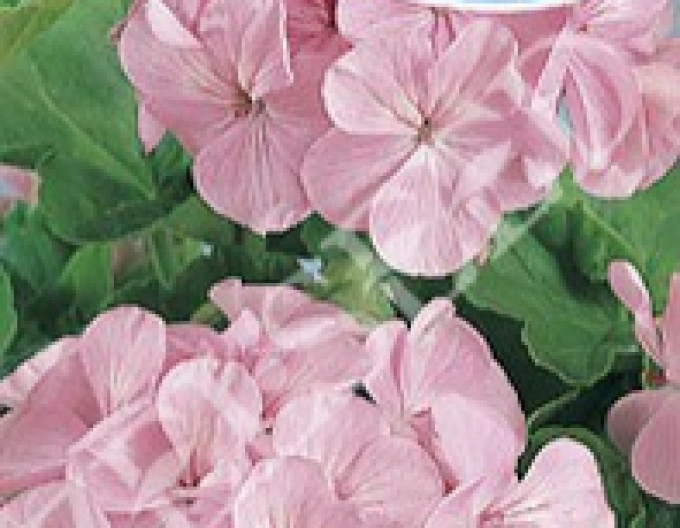 Zelseed Pelargonium ringed Pink