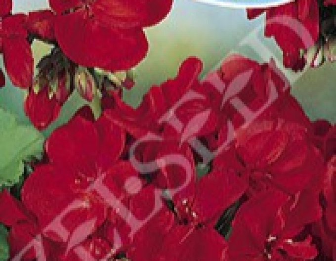 Zelseed Pelargonium inelat ´Roșu închis´
