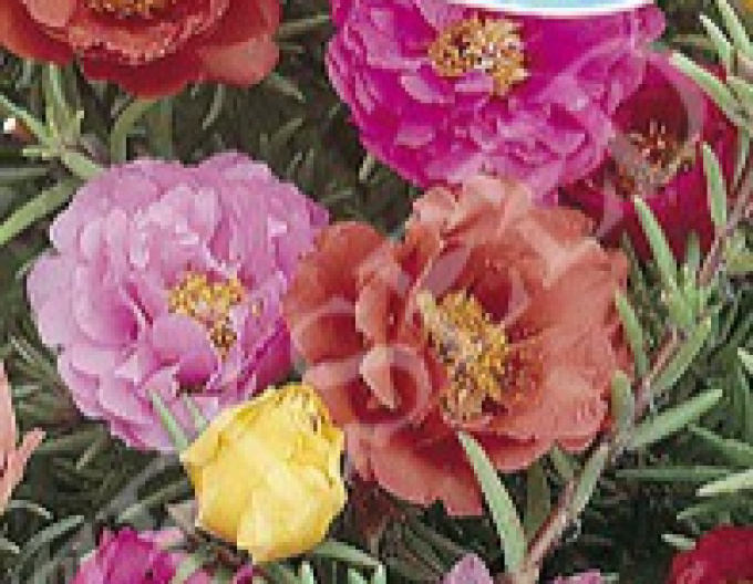 Zelseed Portulaca Mixture