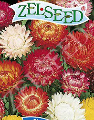 Zelseed Helichrysum ´Mix´