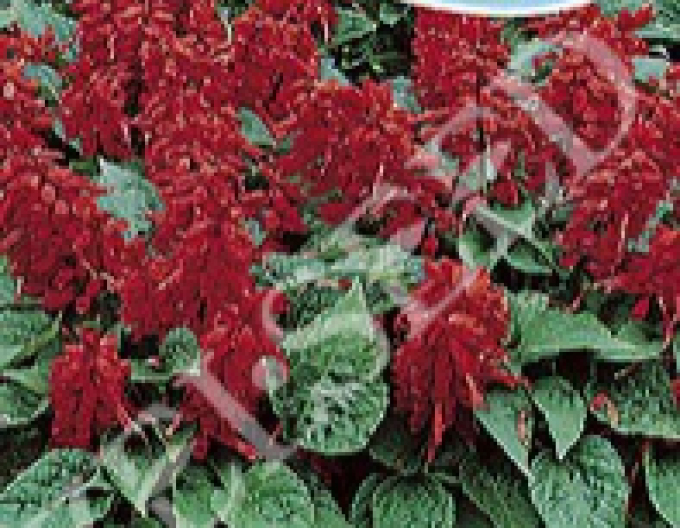 Zelseed Salvia  roșu
