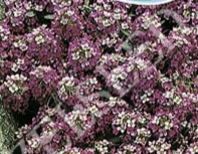 Zelseed Tarica violet