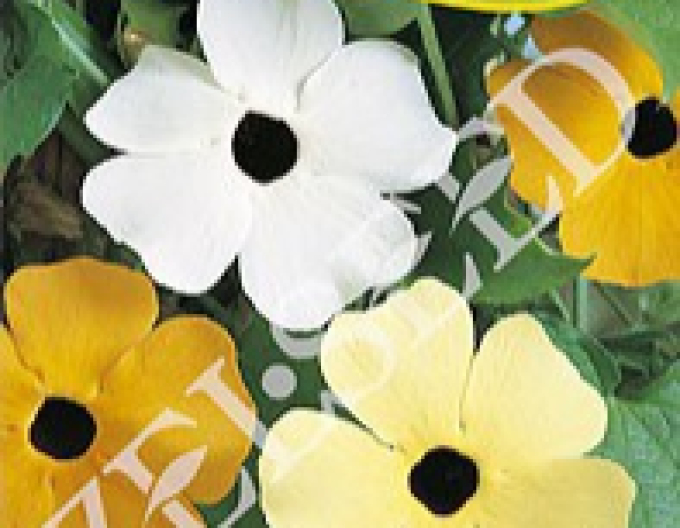 Zelseed semințe de Thunbergia cățărătoare ´Mixture´