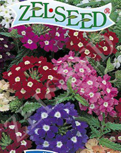 Zelseed Verbena ´Mix´