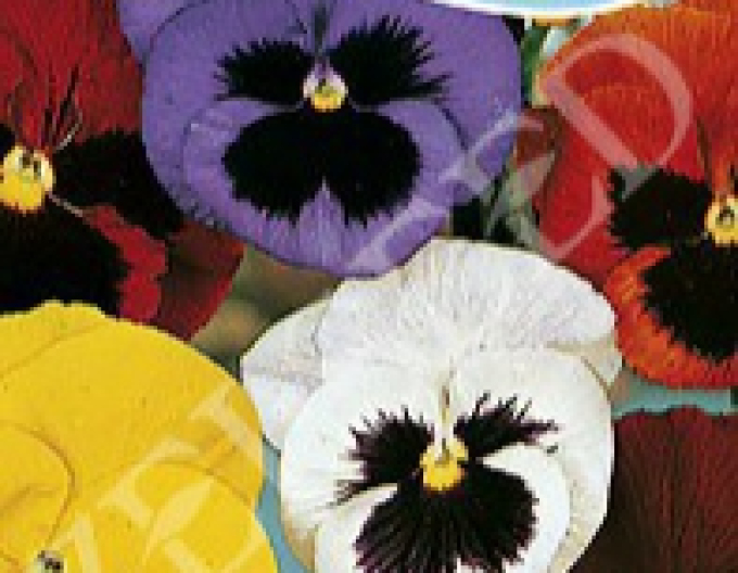 Zelseed Panseluță cu flori mari ´Mixture´