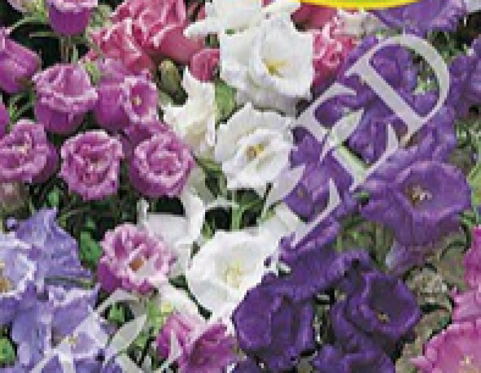 Zelseed Bellflower intermediar ´Mix´