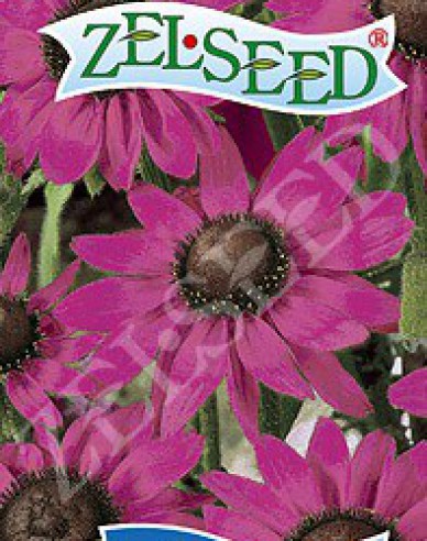Zelseed semințe de rudbeckia  ´Pink´