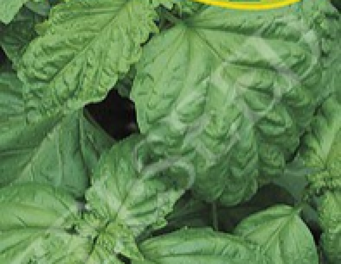 Zelseed Busuioc Lettuce Leaf