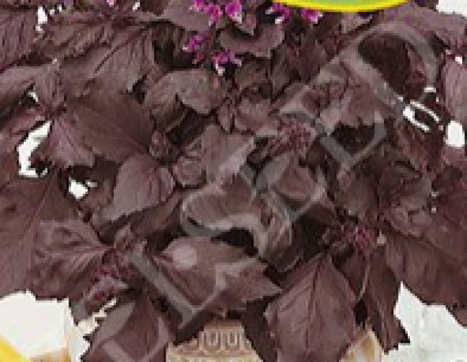 Zelseed Busuioc ´Dark Opal´