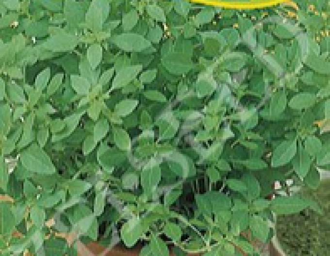 Zelseed Busuioc  ´Palla Nano Compatto´