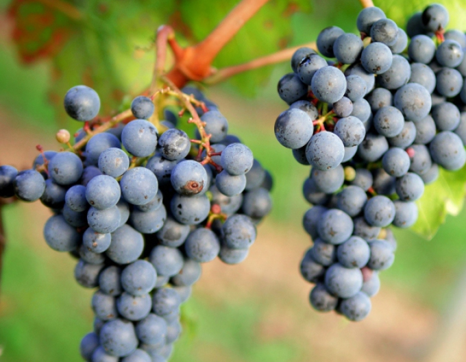 Viță de vie pentru must "Pinot Noir