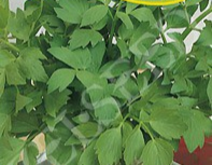 Zelseed Liguria officinalis