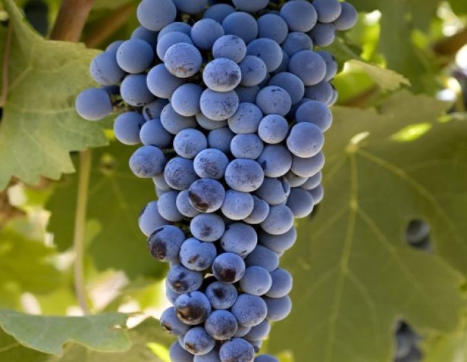 Struguri Cabernet sauvignon