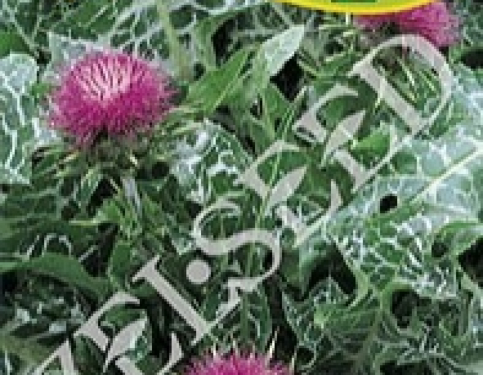 Zelseed Milk Thistle