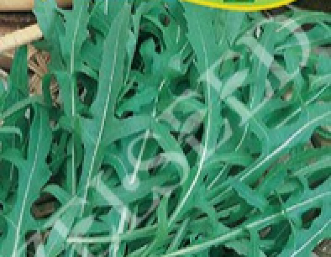 Zelseed Rucola cu frunze înguste