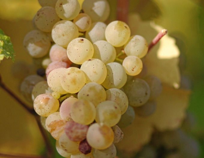 Viță de vie pentru must "Riesling walnut