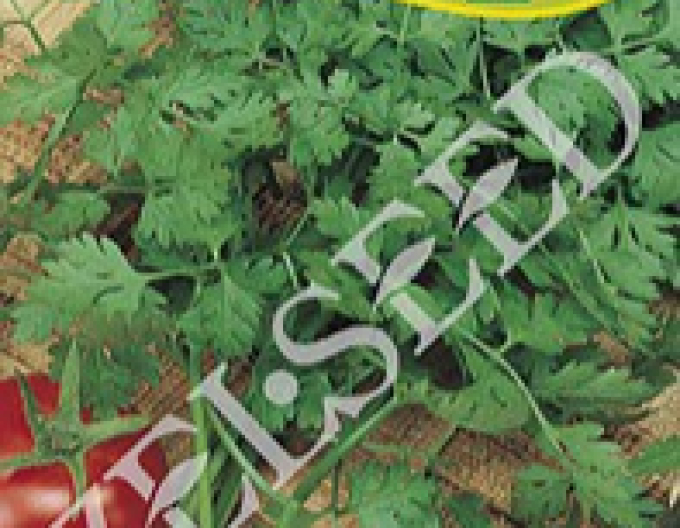 Zelseed trefoil parfumat