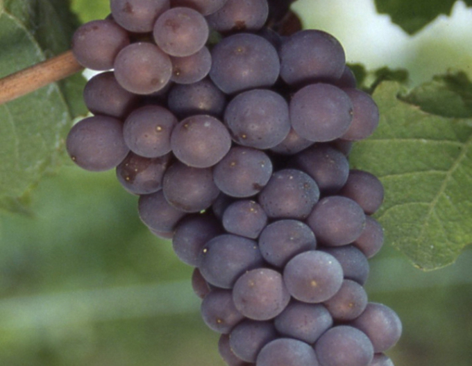Viță de vie Pinot Noir ´Pinot Gris´