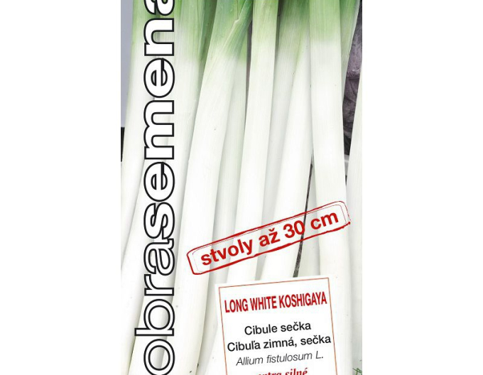 Good Seeds Ceapă de bucătărie de iarnă Long White Koshigaya