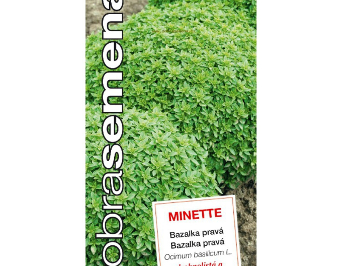 Semințe bune de busuioc ´Minette´