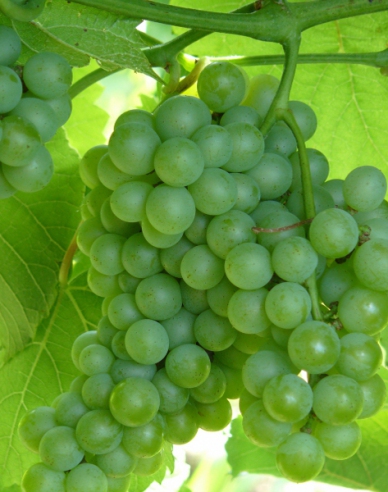 Viță de vie de masă ´Diamant´, cont. 2L