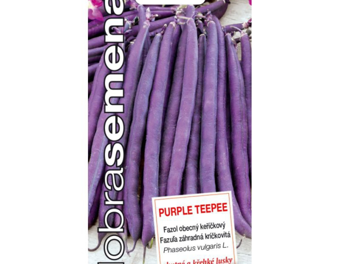 Semințe bune Fasole de grădină Purple Teepee
