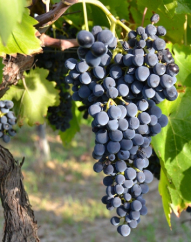 Struguri de masă ´Nero´, 2l